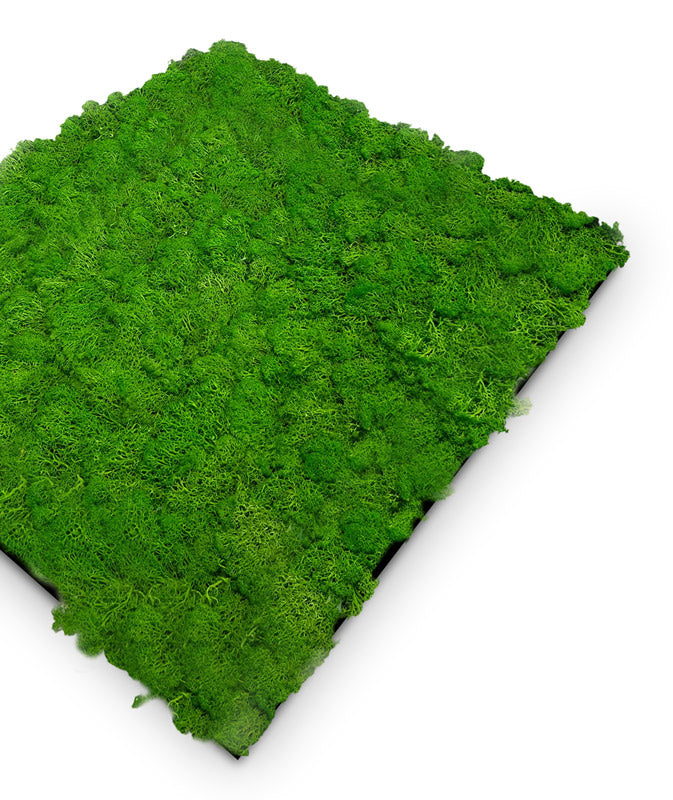 Jangal Wandpaneel Rich Green aus Echtmoos, 52 x 52 cm, akustisches Wandpaneel mit grüner Moosoptik für natürliche Raumgestaltung