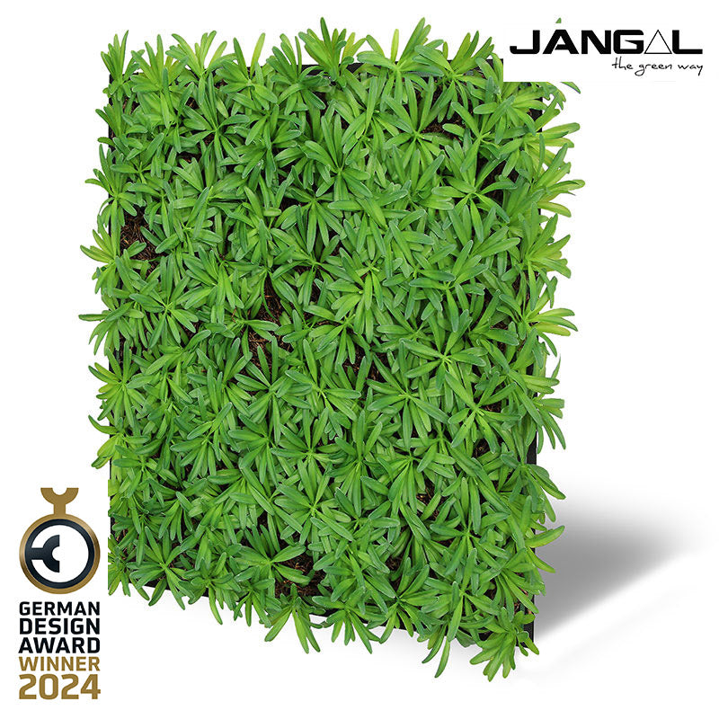 Jangal Wandpaneel mit Podocarpus und Teebaum, 52x52 cm, grüne Pflanzendekoration für Wandgestaltung
