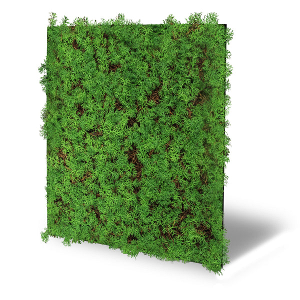 Jangal Wandpaneel Thuja Tea Tree, Flora-Modul, 52x52 cm, grüne Pflanzenstruktur mit Blättern auf dekorativer Wandverkleidung