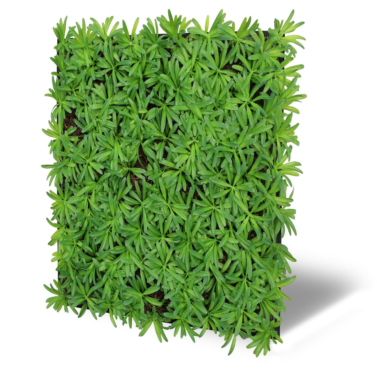 Jangal Wandpaneel mit modularem Podocarpus-Tea-Tree-Motiv, 52 x 52 cm, grüne Pflanzenoptik für moderne Inneneinrichtung